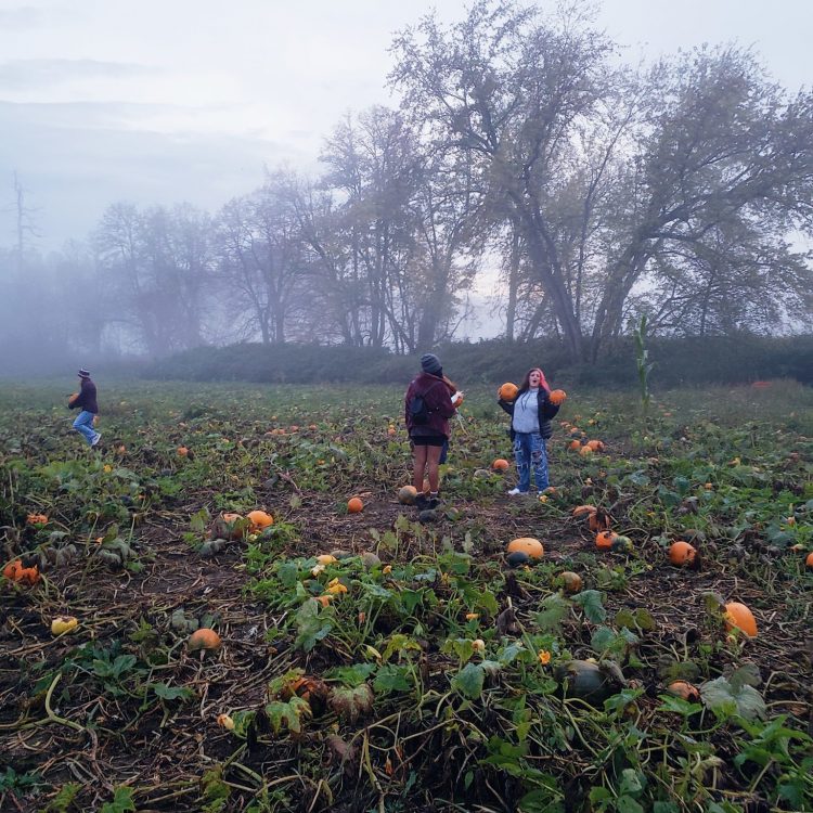 Oliverian halloween pumpkin patch