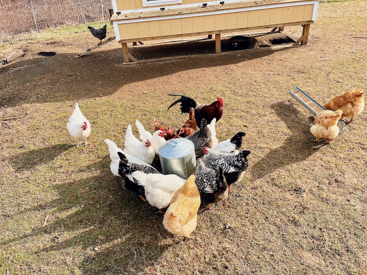 egg cleaning in gardening class